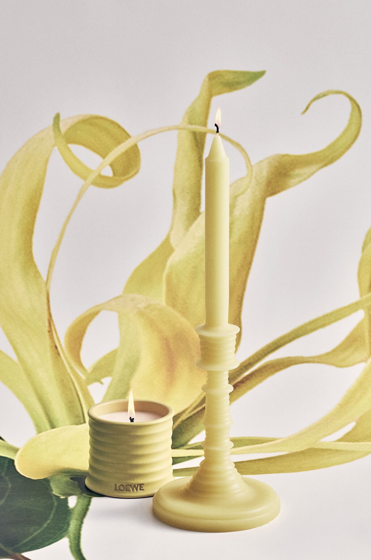 LOEWE　センテッドキャンドル　ハニーサックル　170g Honeysuckle | LOEWE Perfumes