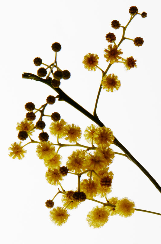 LOEWE Earth Elixir 100ml