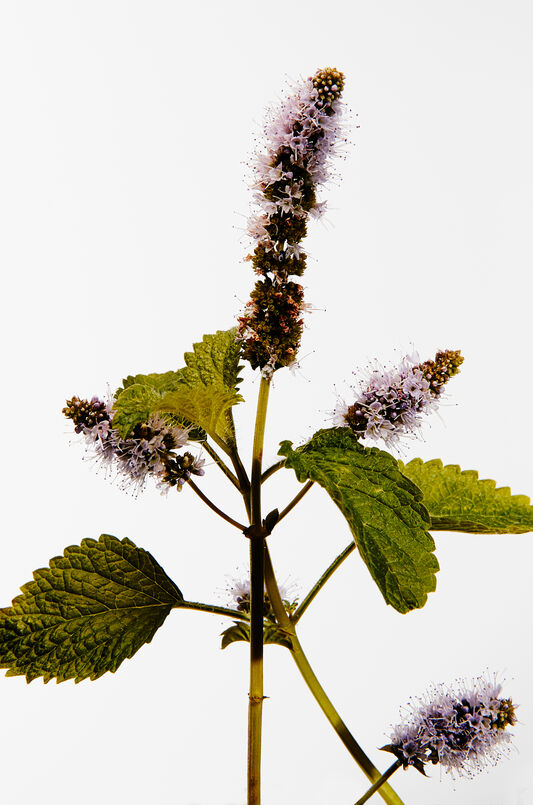 LOEWE Esencia Elixir 100ml