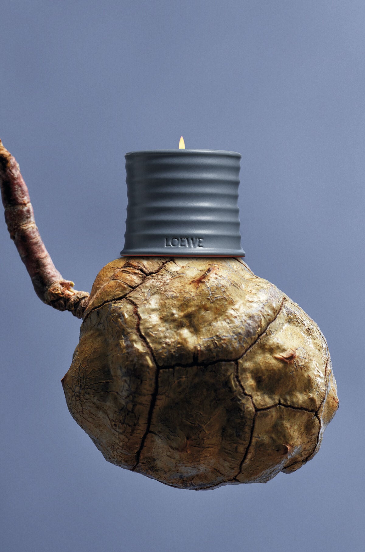 ロエベ　LOEWE Cypress キャンドル　610g サイプレス Cypress Balls | LOEWE Perfumes