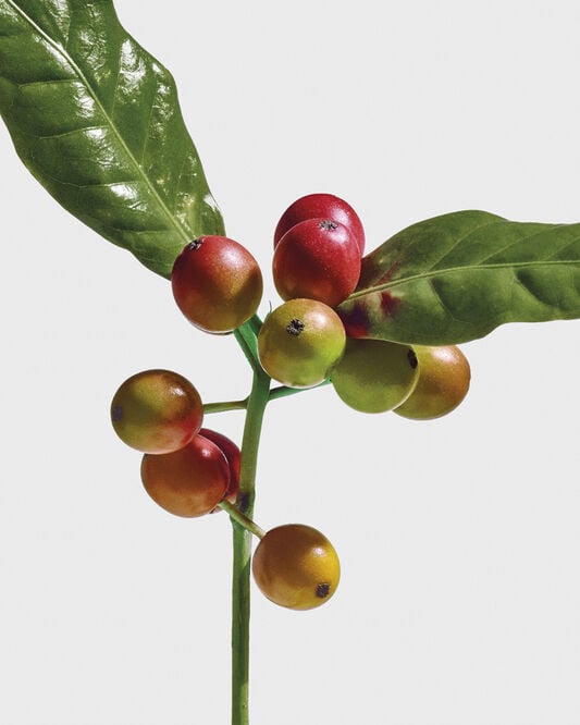 LOEWE Wild Coffee EDP 100ml