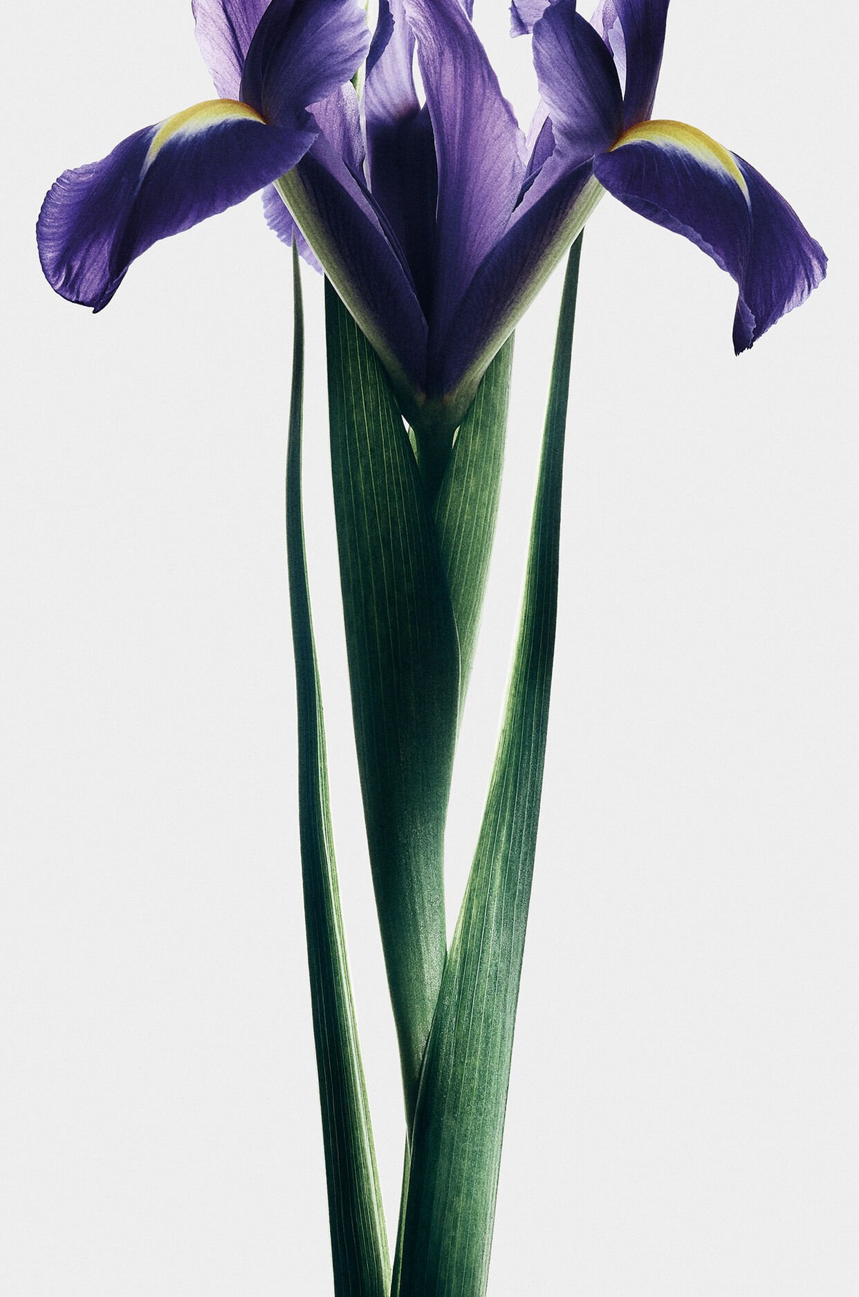 LOEWE Solo Elixir 50ml