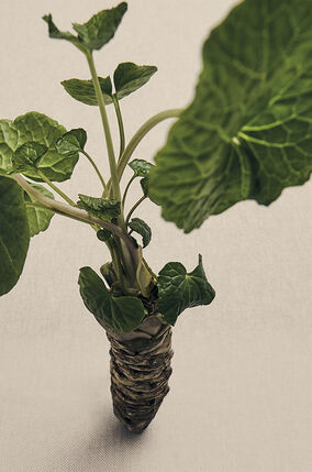 Vela mediana 'Wasabi'