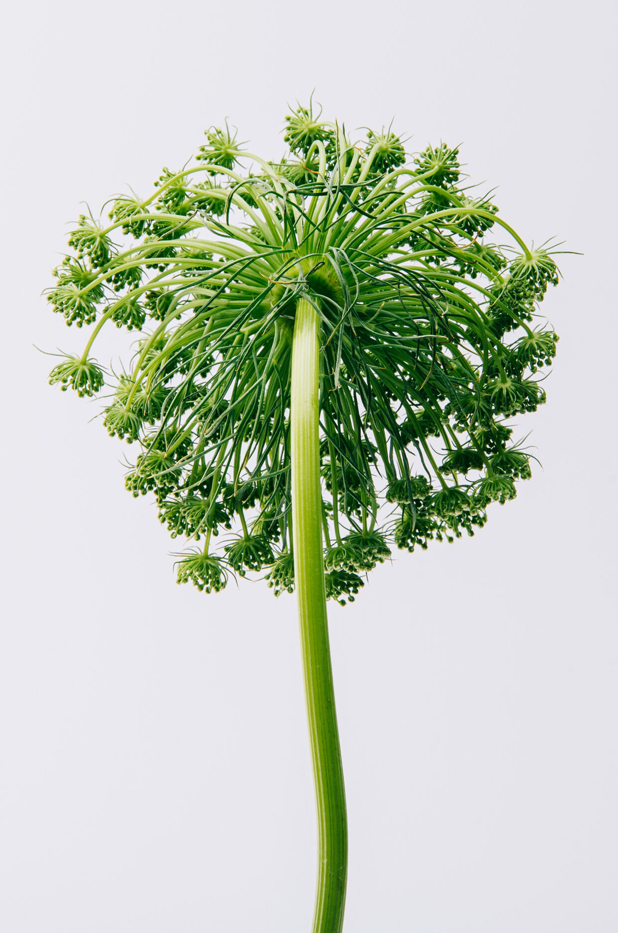 LOEWE Aire淡香水 150ml 3 of 4