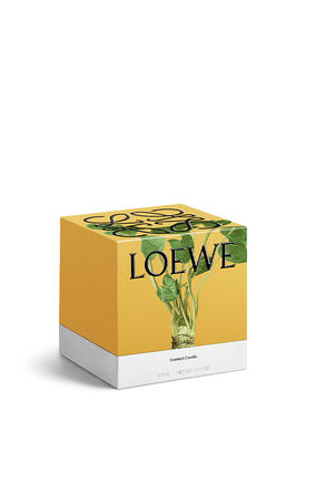 Vela mediana 'Wasabi'