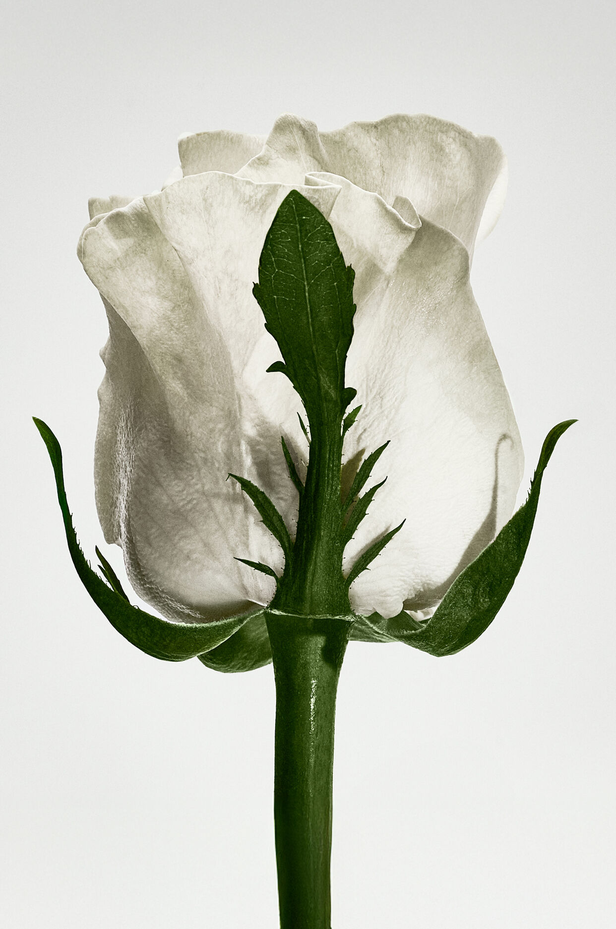 LOEWE Un Paseo Por Madrid 'Rosaleda' 100ml