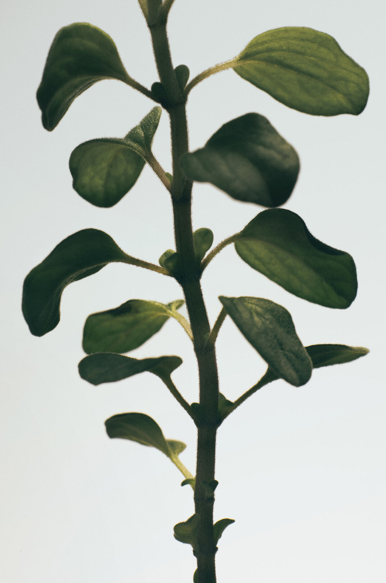 'Oregano' pastilla de jab&oacute;n grande 3 de 9