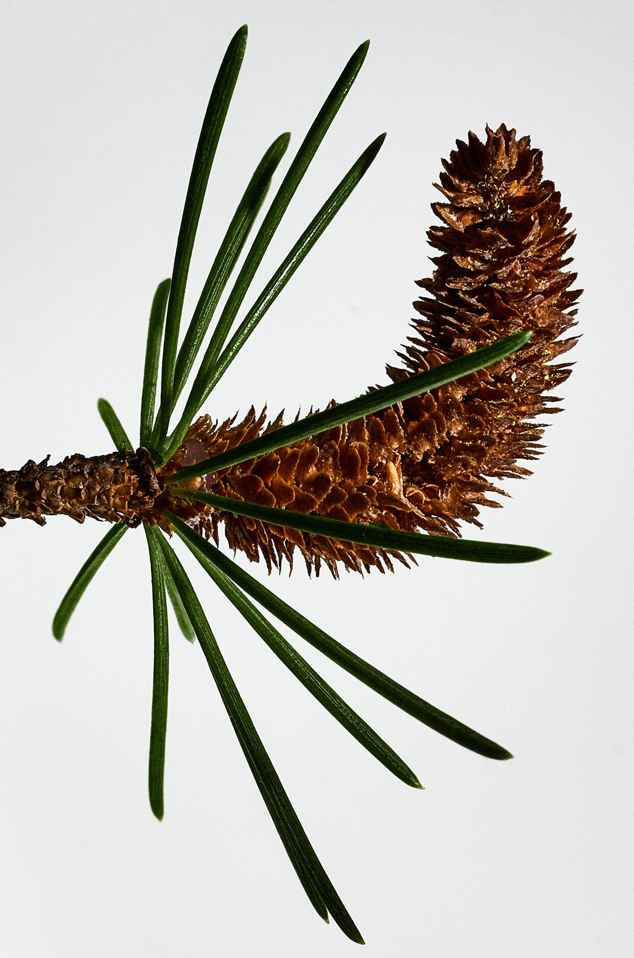 LOEWE Solo Cedro 50ml