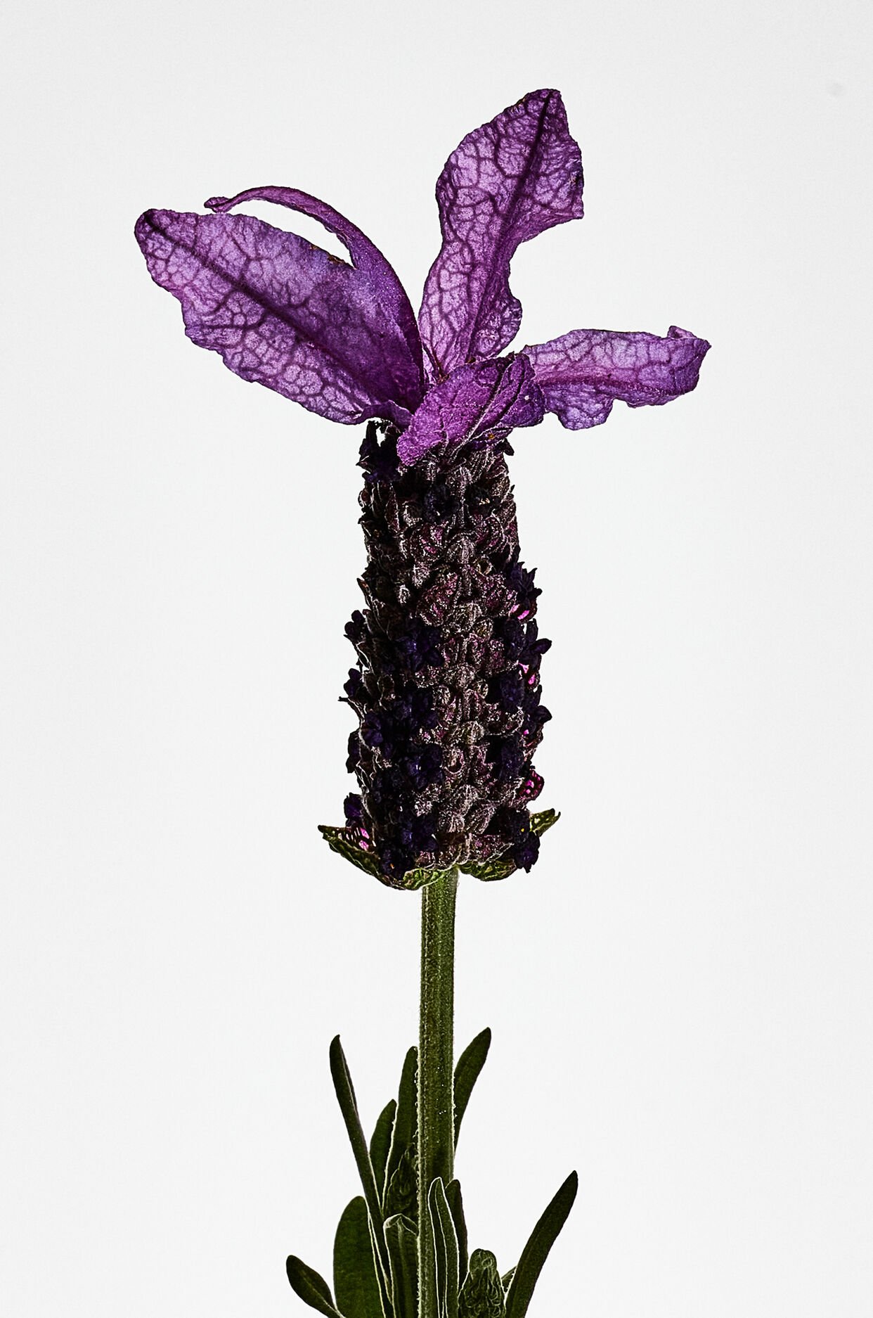 LOEWE Esencia EDT 100ml Gift Set