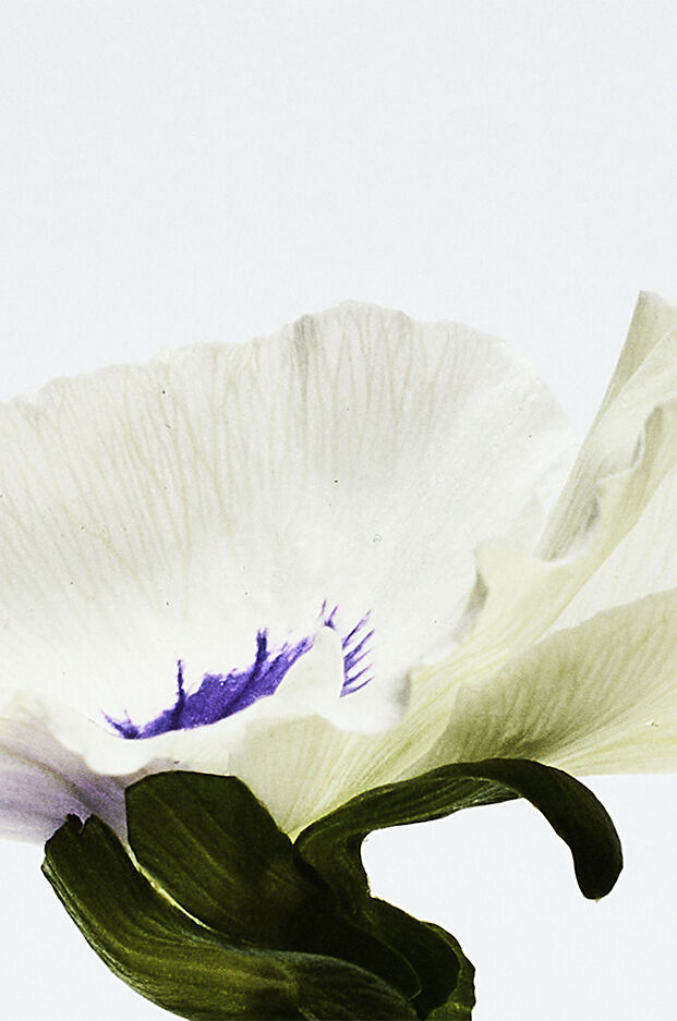 LOEWE Agua Drop EDP 50ml 3 de 3