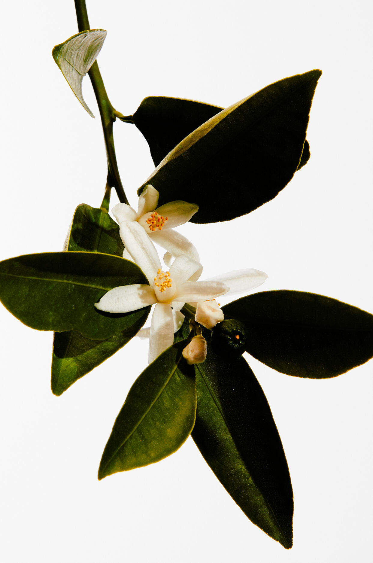 LOEWE Un Paseo Por Madrid 'Casa de Campo' 150ml