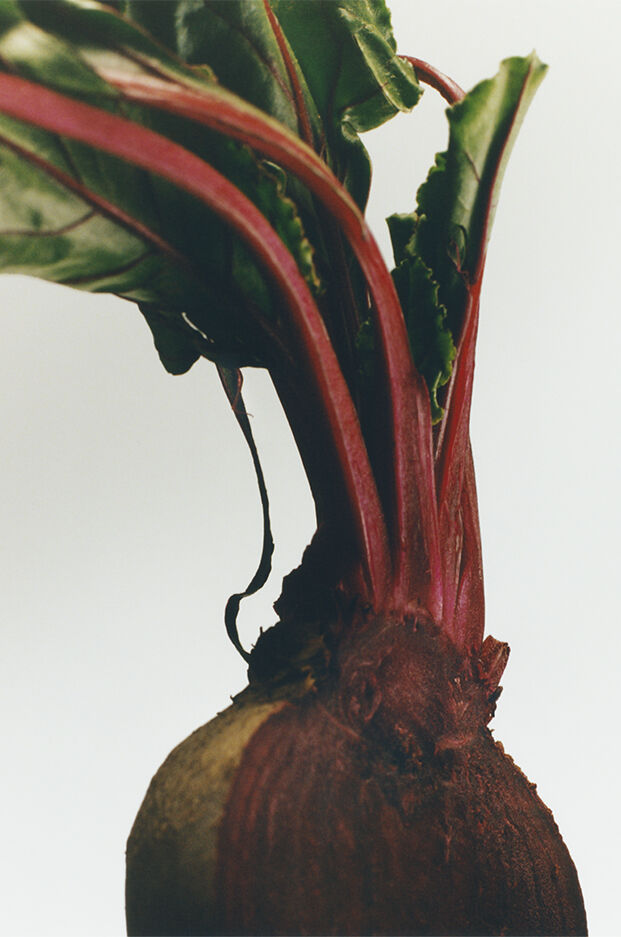 Candelabro de cera Beetroot 4 de 4