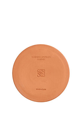 Vela grande 'Wasabi'