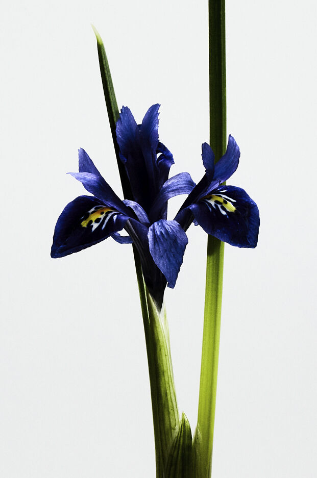 LOEWE Un Paseo Por Madrid 'La Bella Cibeles' 100ml 3 of 3