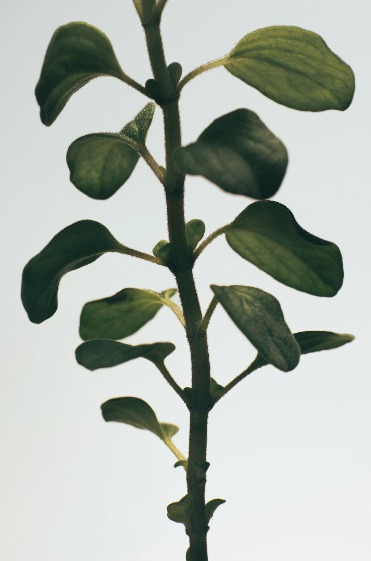 Oregano | LOEWE Perfumes