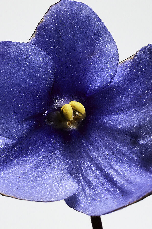 LOEWE Un Paseo Por Madrid 'San Miguel' 100ml 3 of 3