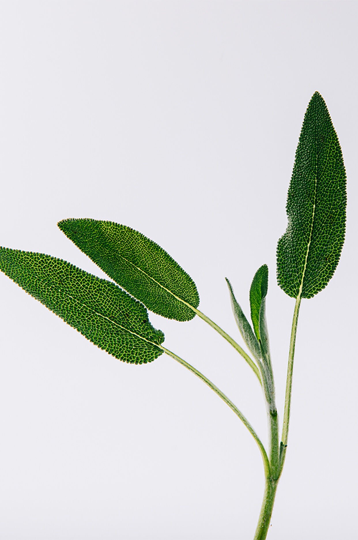 LOEWE Solo Vulcan EDP 100ml