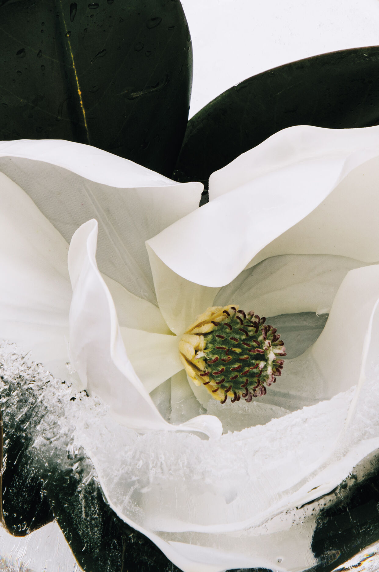 LOEWE Aura White Magnolia 100ml