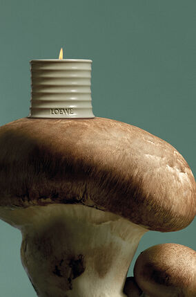 Vela mediana 'Mushroom'