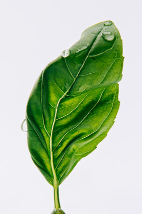 LOEWE Esencia EDP 150ml Gift Set