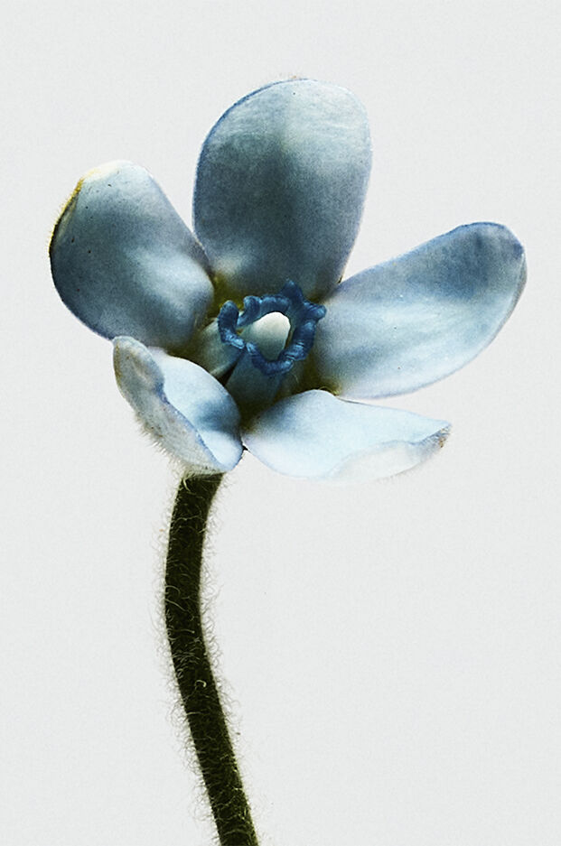 LOEWE 001 Woman Eau de Toilette 30ml 3 of 4