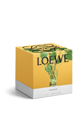 Vela grande 'Wasabi'