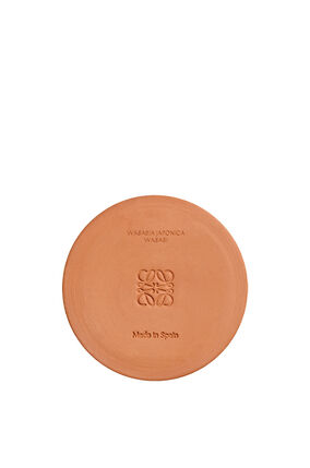 Vela mediana 'Wasabi'