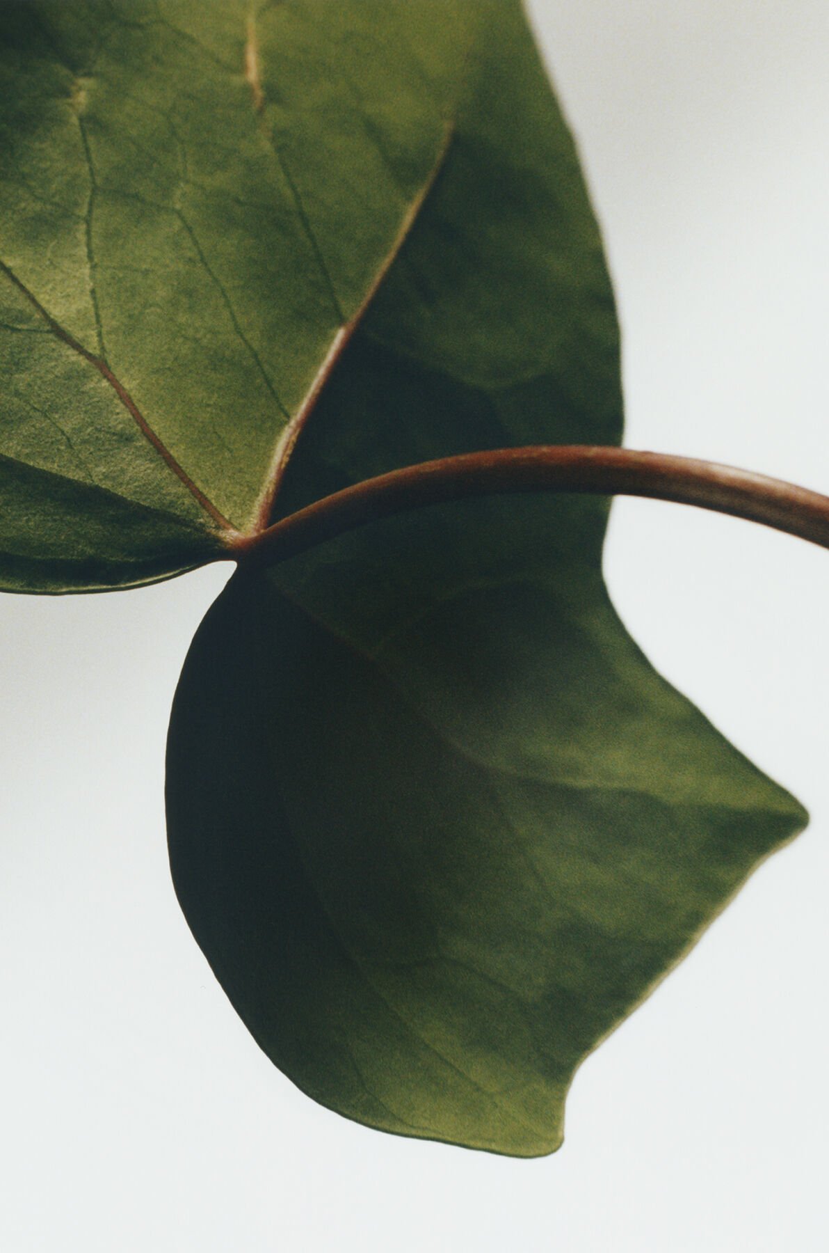 Small Ivy Candle | LOEWE Perfumes