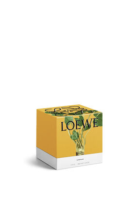 Vela pequeña 'Wasabi'