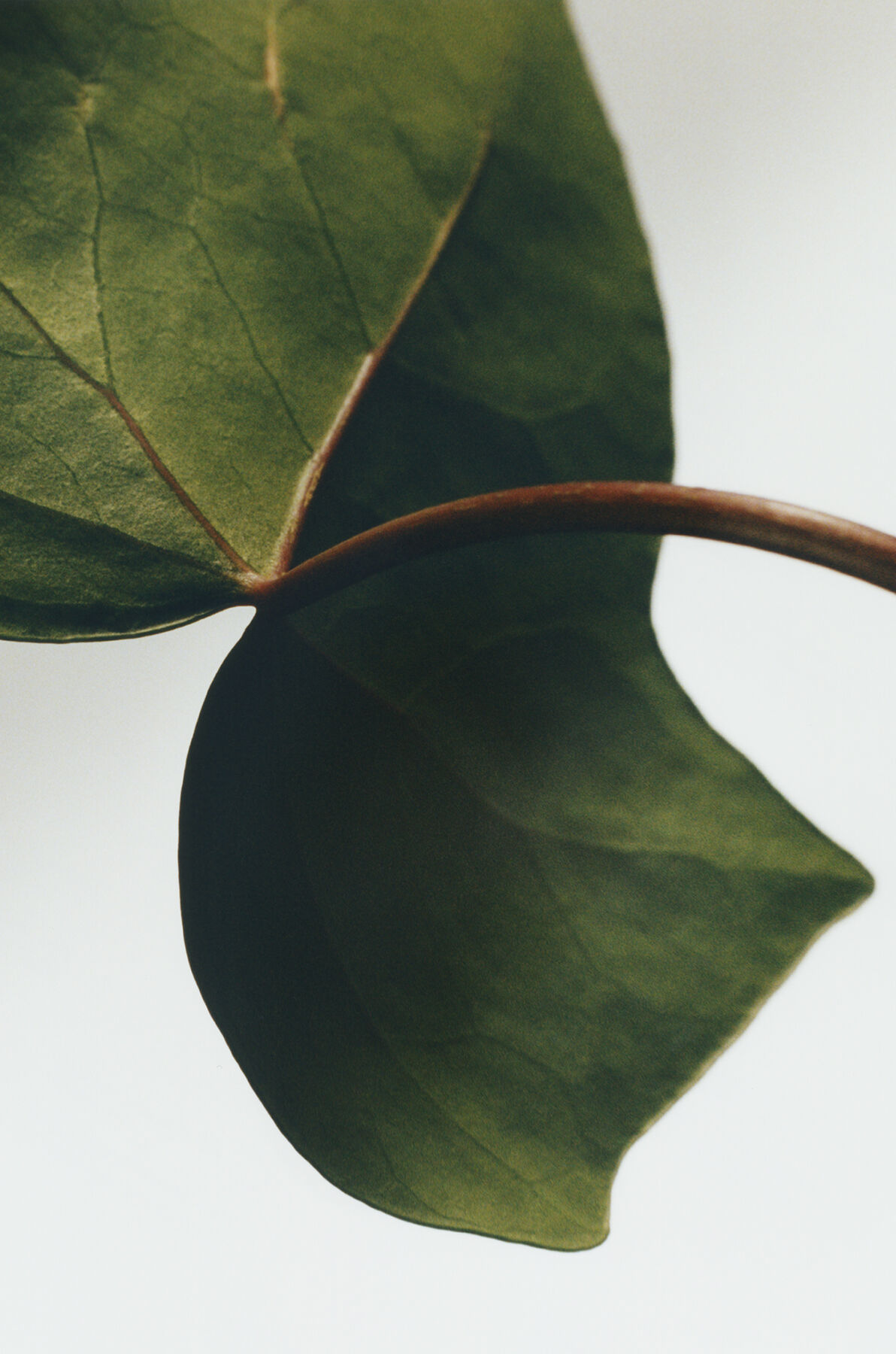 Ivy Large solid soap | LOEWE Perfumes