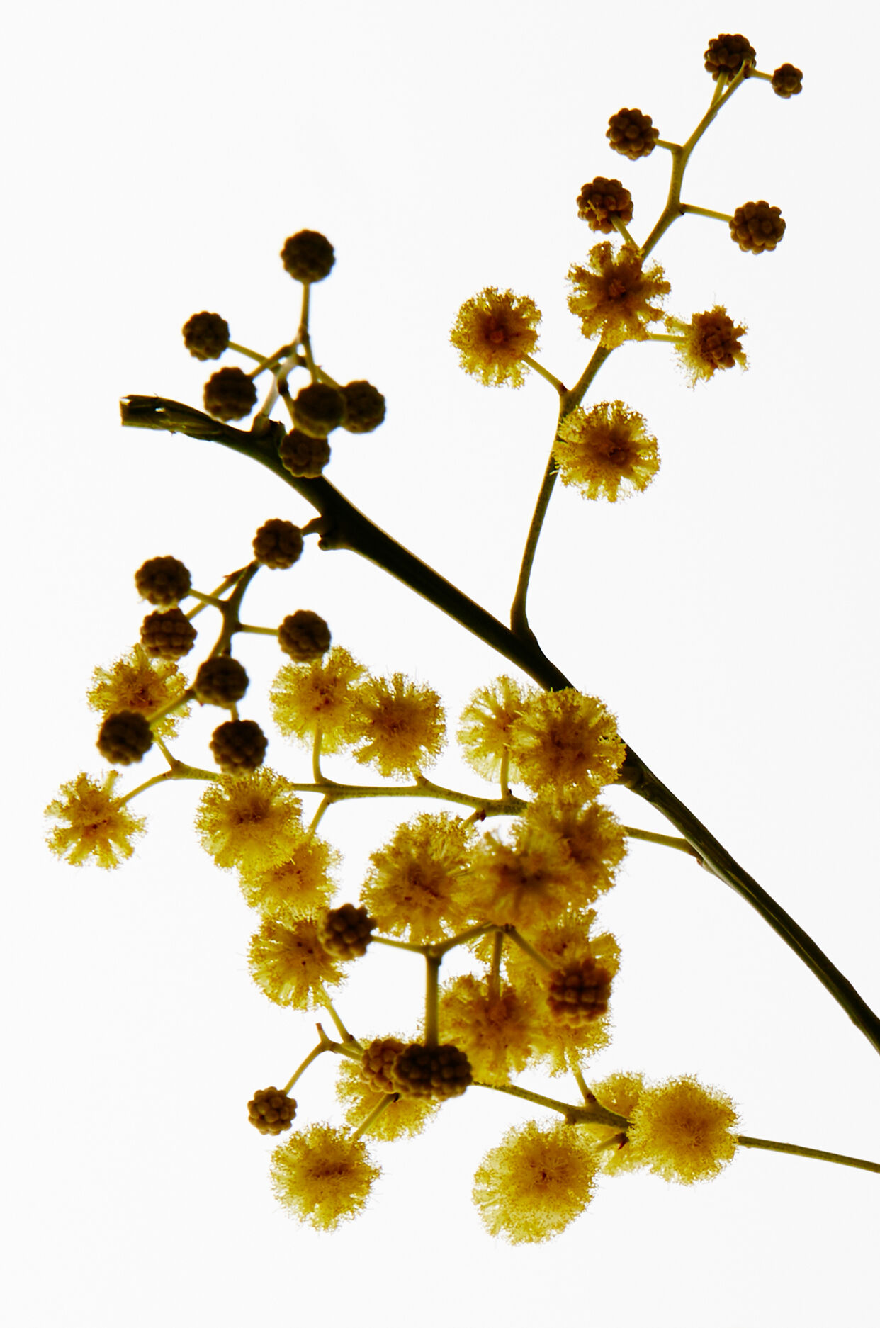 LOEWE Earth Elixir 50ml