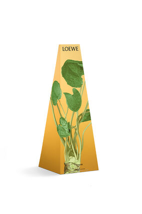 Candelabro de cera 'Wasabi'