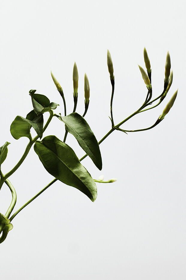 LOEWE 001 Woman Eau de Parfum 50ml 3 of 3