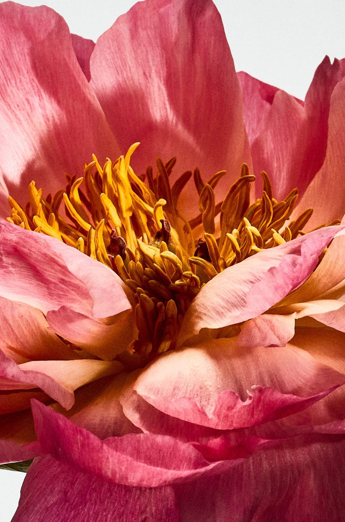 Peony