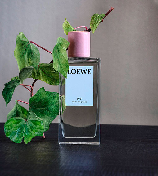 Perfumes LOEWE - Ivy Home