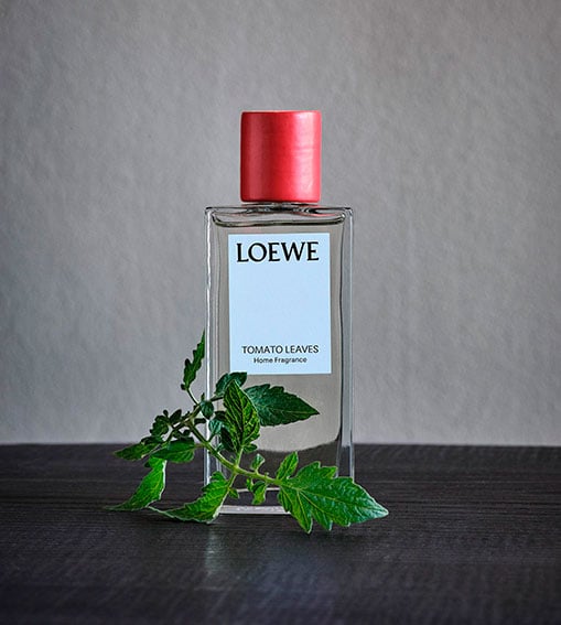 Perfumes LOEWE - Tomato Leaves Home
