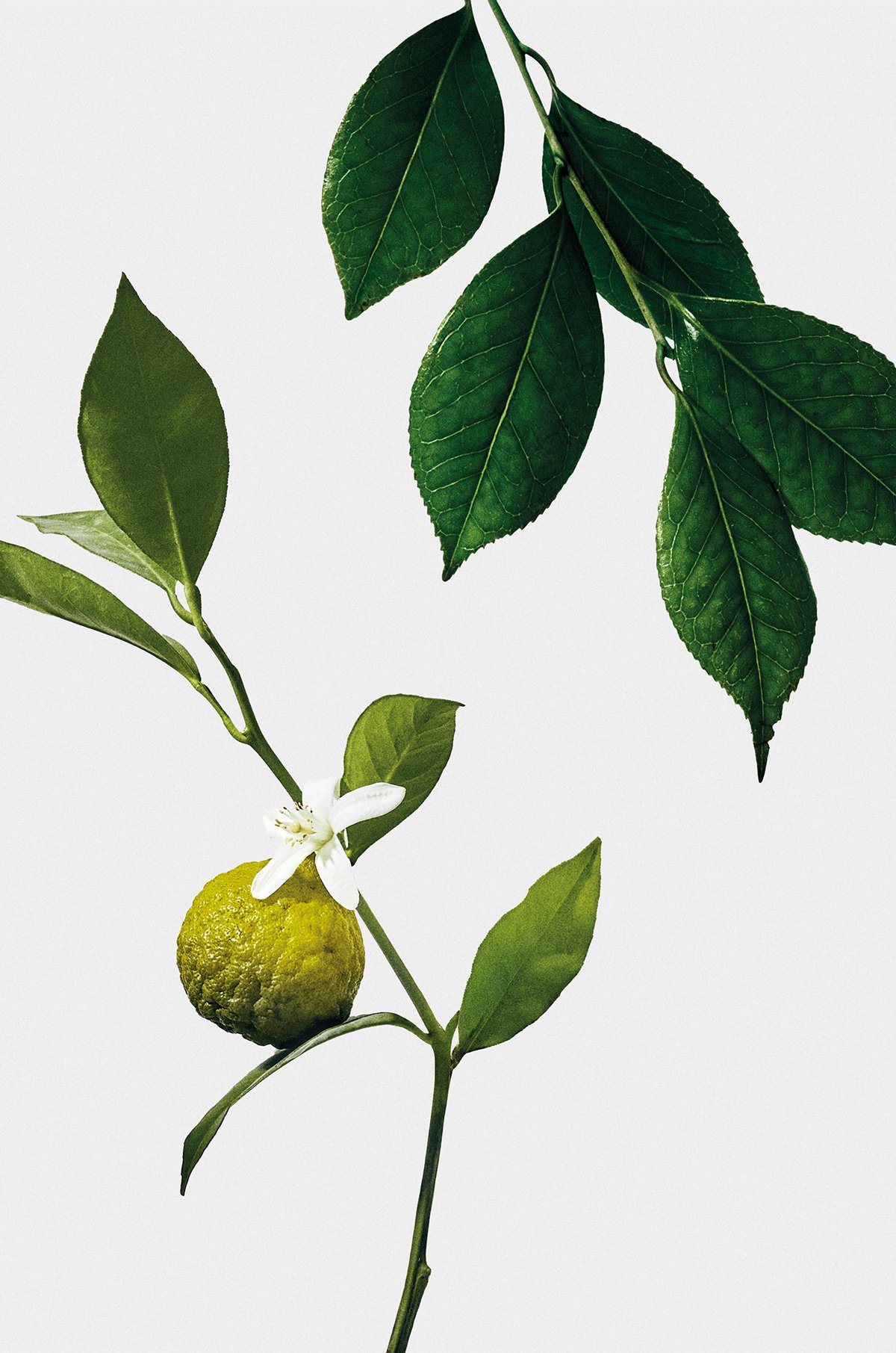 中号伯爵茶香薰蜡烛 3 of 7