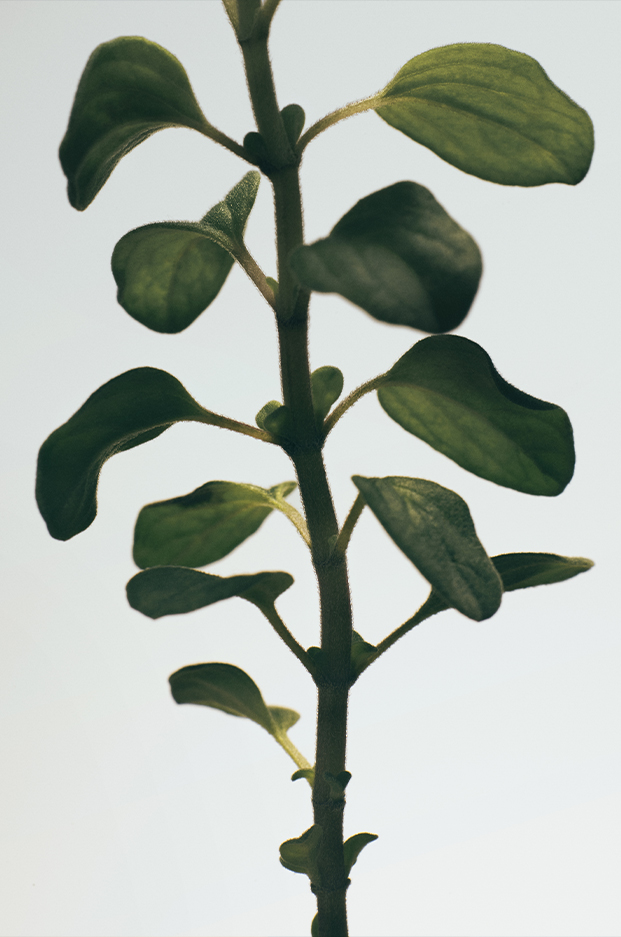 オレガノ ルームスプレー 3 of 7