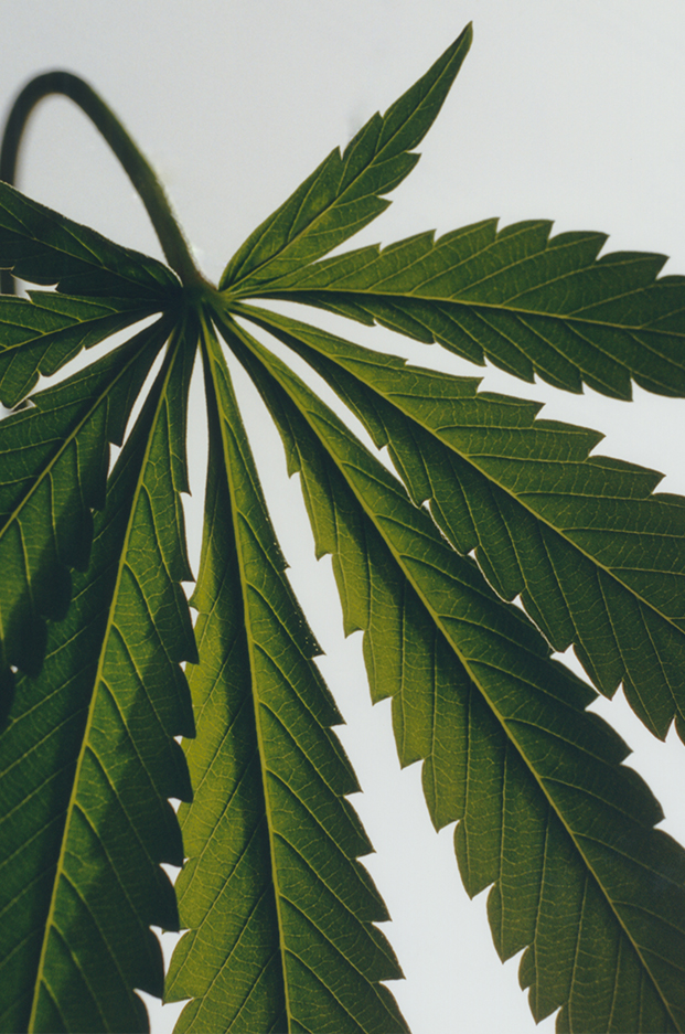 マリファナの香り ルームスプレー 3 of 7