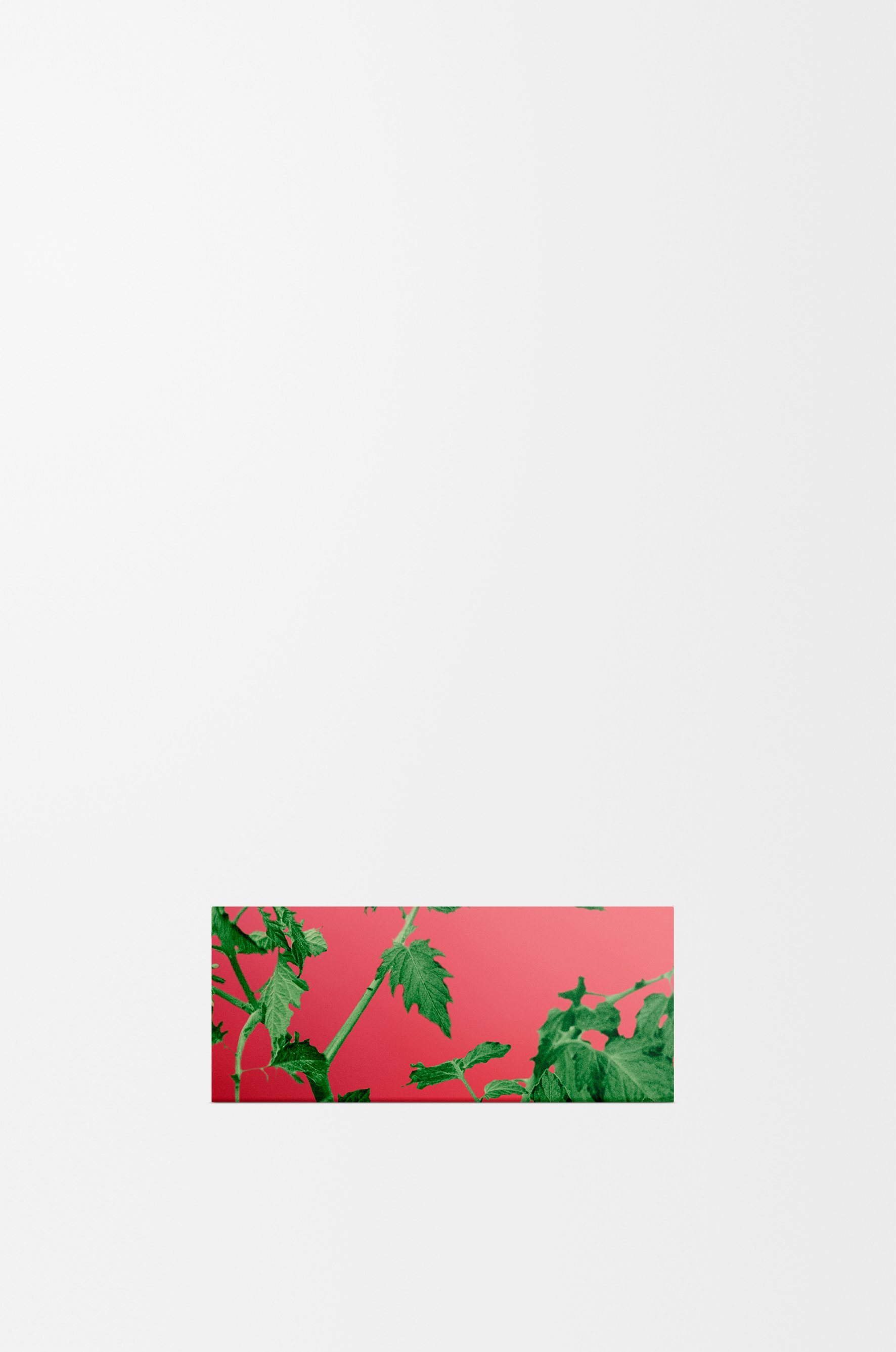 'Tomato Leaves' pastilla de jab&oacute;n grande 5 de 9