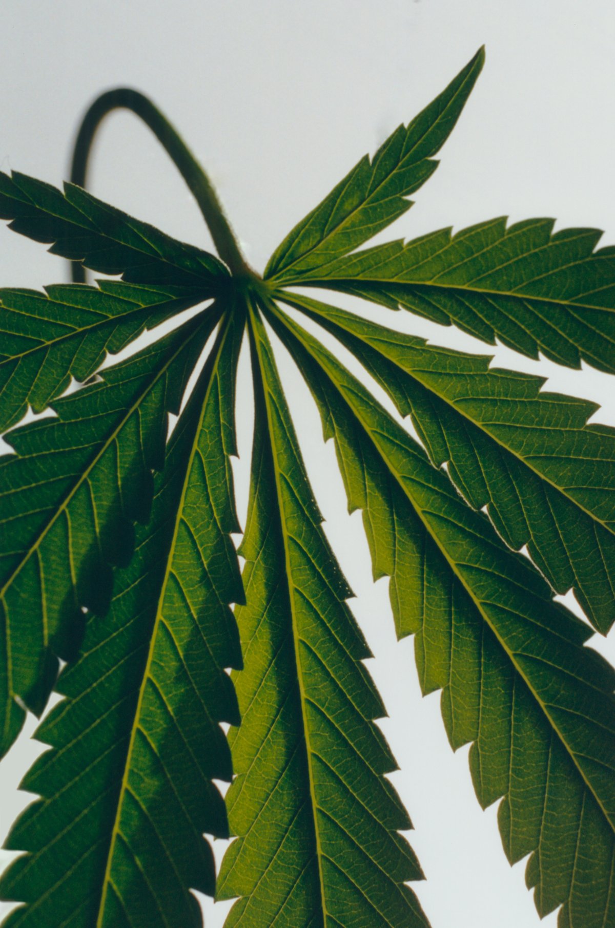 'Scent of Marihuana' pastilla de jab&oacute;n grande 3 de 6