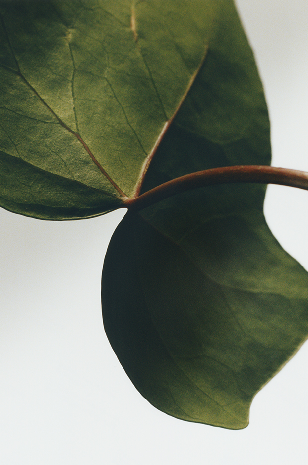 Ivy room spray 3 of 7