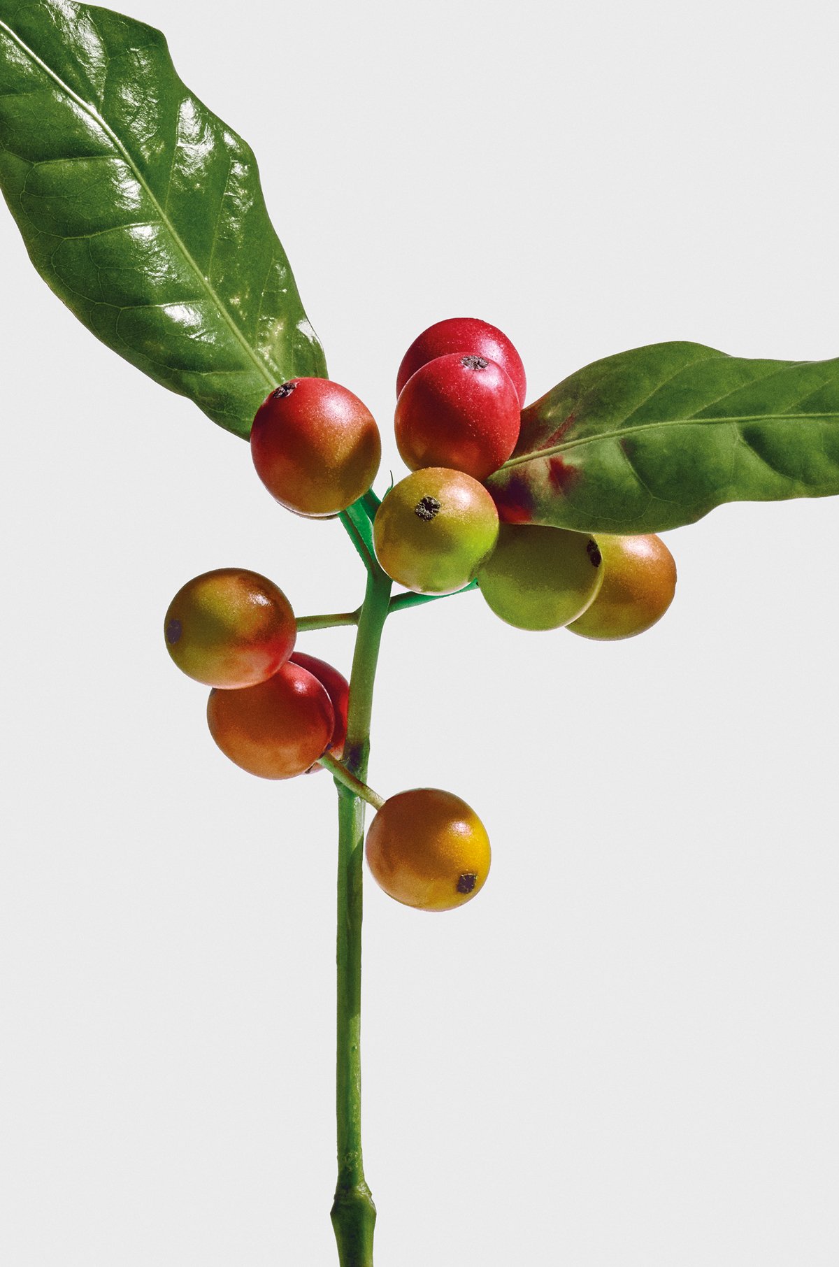 LOEWE Wild Coffee EDP 100ml 3 of 6