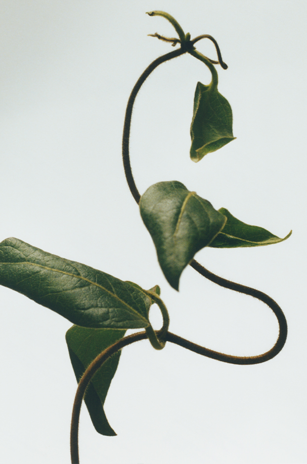 Honeysuckle wax candleholder 3 of 7