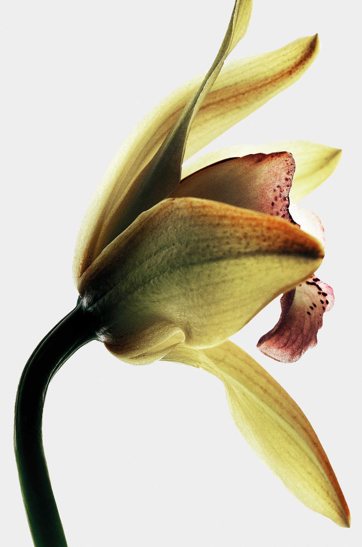 LOEWE Roasted Vanilla EDP 100ml 3 of 6