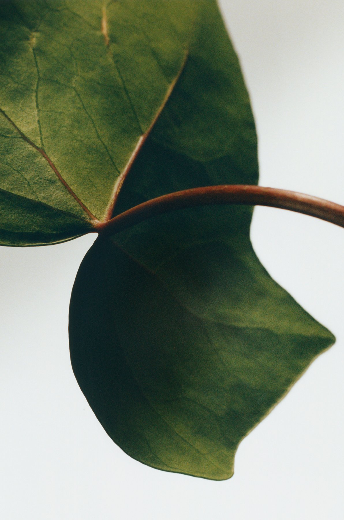 常春藤蠟燭 3 of 8