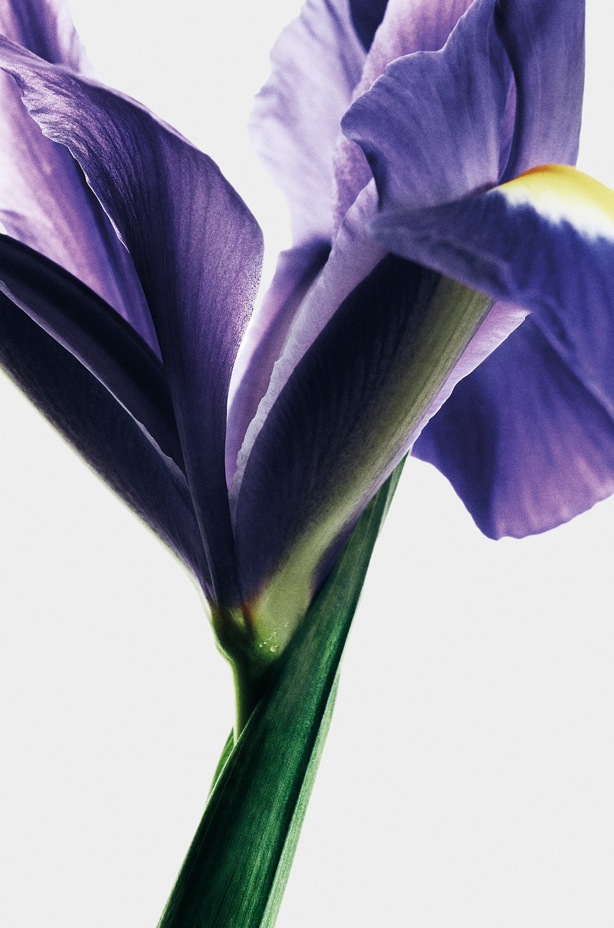 LOEWE Iris Root EDP 100ml 3 of 6