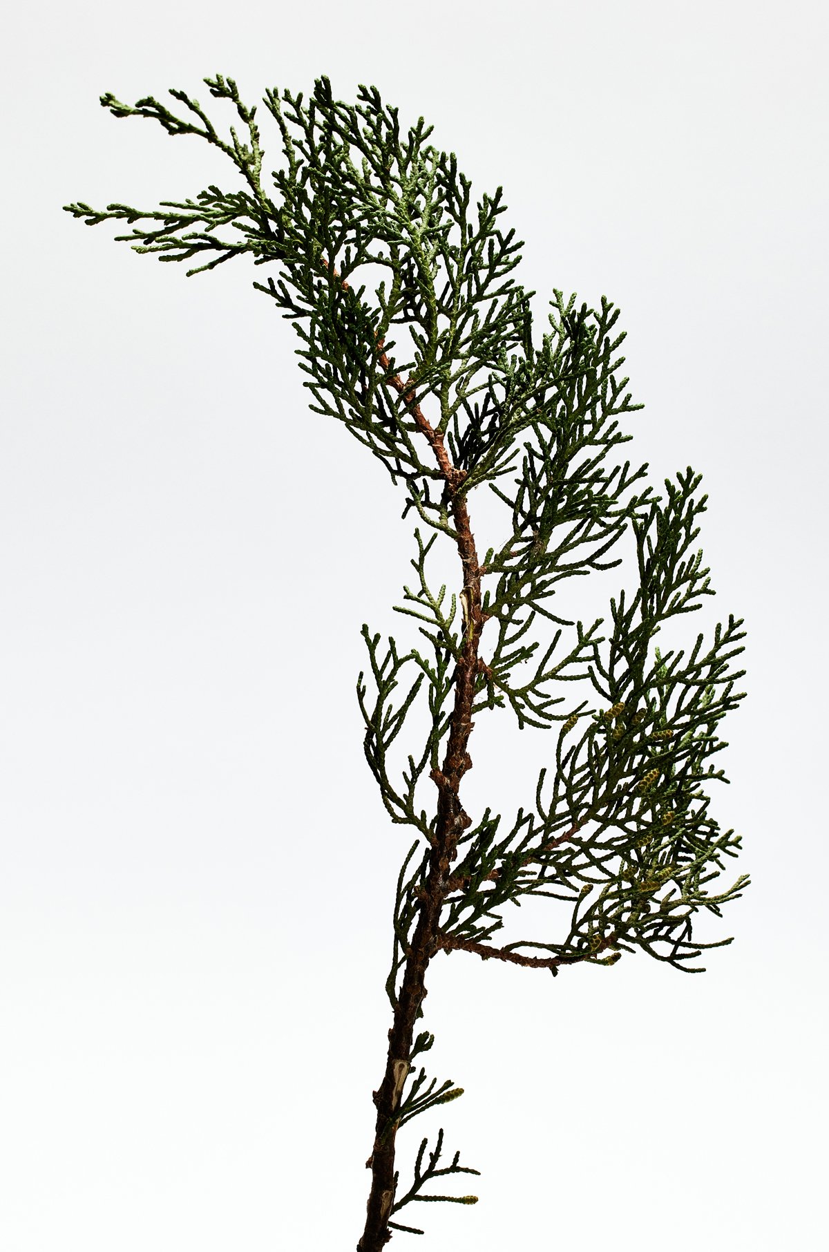 落羽松毬果蠟燭 3 of 8