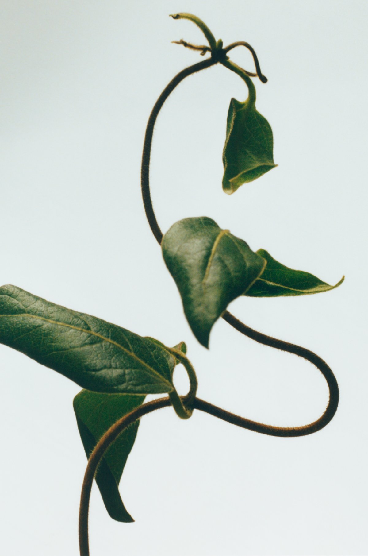 ハニーサックル キャンドル 3 of 8